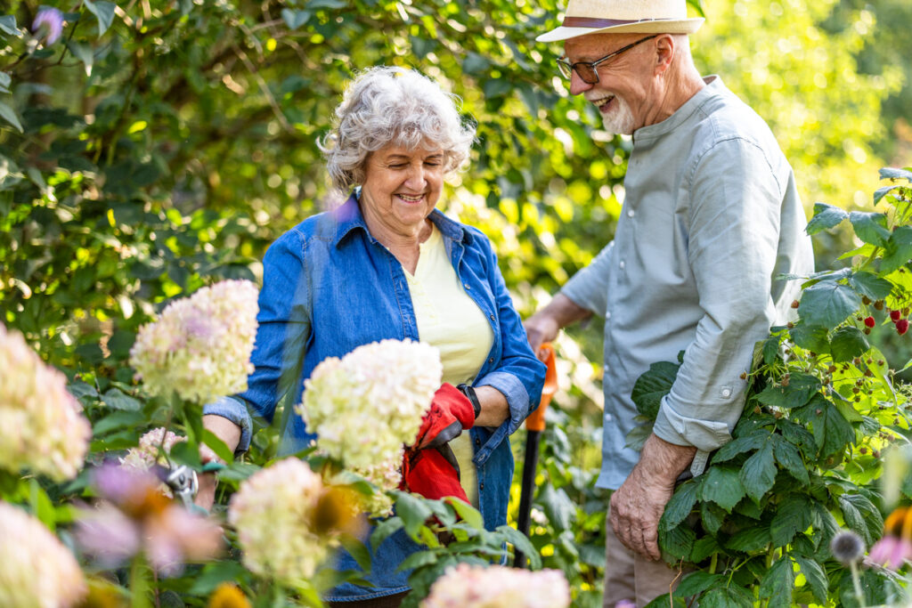 Elderly couple gardening together, fairly early into the hernia recovery timeline.